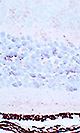 Anti-Mouse Thioredoxin-1 Antibody (Rabbit Serum) 0.1 ml 